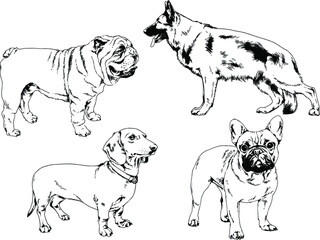 vector drawings sketches pedigree dogs and cats  drawn in ink by hand , objects with no background