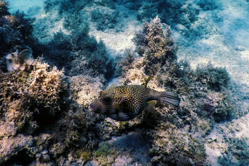 White-spotted puffer Underwater (Arothron hispidus)