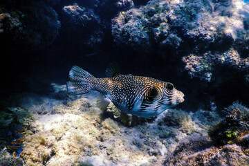 White-spotted puffer Underwater (Arothron hispidus)