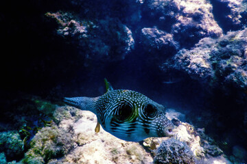 White-spotted puffer Underwater (Arothron hispidus)