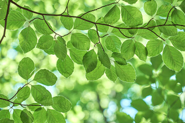 Fototapeta na wymiar Beech tree green leaves
