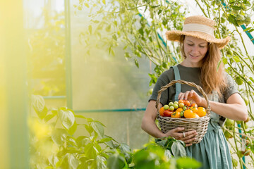 A girl with a wicker basket close-up. A farmer's wife in a cotton apron holds tomatoes. The concept of harvesting in a greenhouse.