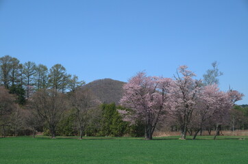 Obraz premium つかの間の春