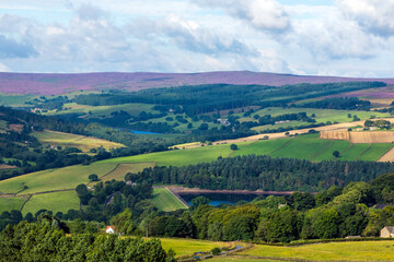 lANDSCAPE WITH PURPLE HEATHER IN THE uk
