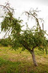 tree in the park