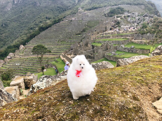[Peru] Scenery of Machu Picchu and white alpaca doll