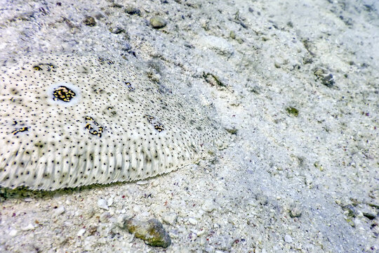 Finless Sole, flatfish camouflaged on sandy seabed (pardachirus marmoratus) Tropical waters