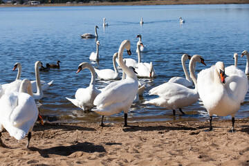 lake or river with swans that came ashore