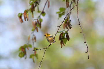 Black-throated Green Warbler perched on branch under the sun