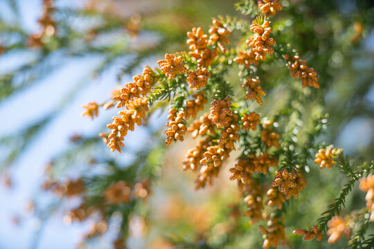 1 132 Best 杉花粉 Images Stock Photos Vectors Adobe Stock