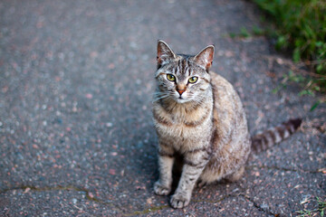 Naklejka na ściany i meble Portrait of cute cat with focus on eyes of gray orange and black colors posing and looks at the camera on the ground on the evening time. Pet outdoor close up concept with copy space