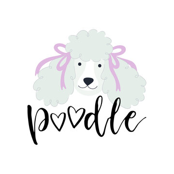 Vector illustration with cute poodle and text Poodle.