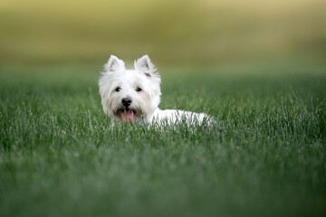 Little cute West Highland White Terrier on sunrise in a park and forest