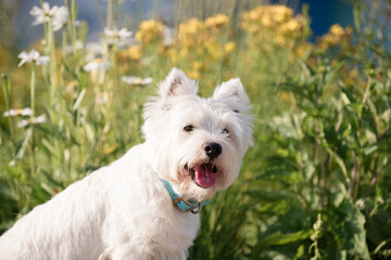 Little cute West Highland White Terrier on sunrise in a park and forest
