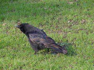 Eine Krähe auf der Wiese