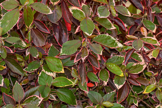 Close-up shot of Fijian fire bush with green and red lea