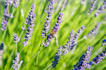 Bee collecting pollen on lavender