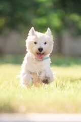 Little cute West Highland White Terrier on sunrise in a park and forest