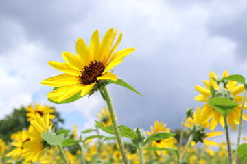 ひまわり 向日葵 ヒマワリ 夏 黄色 鮮やか かわいい 綺麗 夏の風景 グリーン 黄色 花 夏