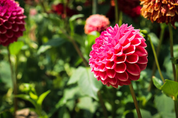 ダリア 花 ピンク 鮮やか　花束 幻想的 綺麗 美しい 上品 大輪 かわいい  落ち着いた