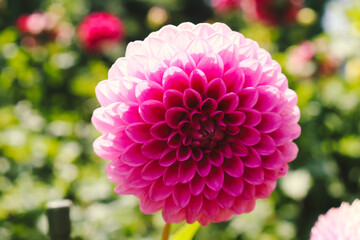 ダリア 花 ピンク　 鮮やか　花束 幻想的 綺麗 美しい 上品 大輪 かわいい 晴れ