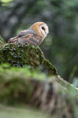 Fine art portrait for the ghost of the woodlands (Tyto alba)