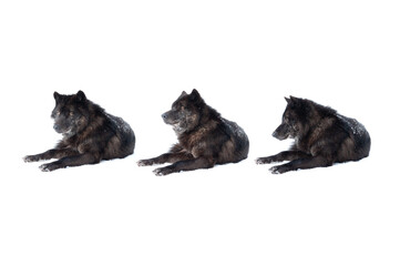 three black canadian wolves isolated on white background