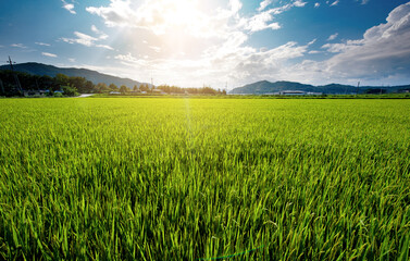 Rice is growing in the paddy field in midsummer