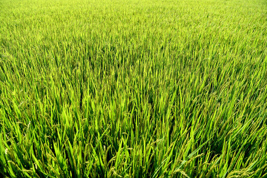 Rice is growing in the paddy field in midsummer