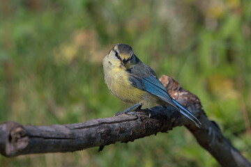 Side view of juvenile blue tit bird sitting on a dry branch with head turned front and blurred vegetation in the background
