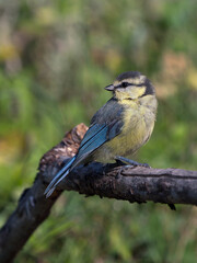 Side view of juvenile blue tit bird sitting on a dry branch with head turned left and blurred vegetation in the background