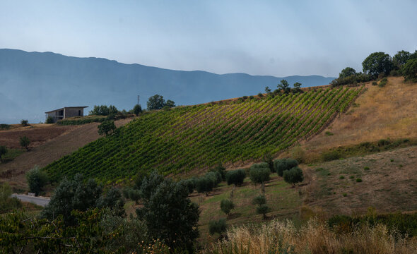 Vineyards of Monte Taburno. Falanghina or Aglianico. Sannio countryside. Summer landscape. Campania, Italy.