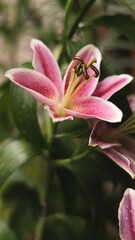 pink lily flower