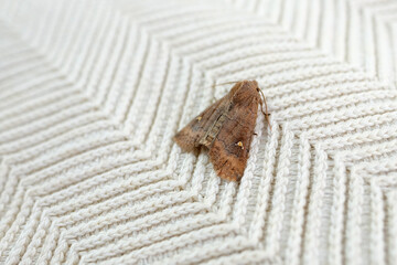 brown insect, Clothes moth, sitting on a white woolen sweater, selective focus, pest concept,...