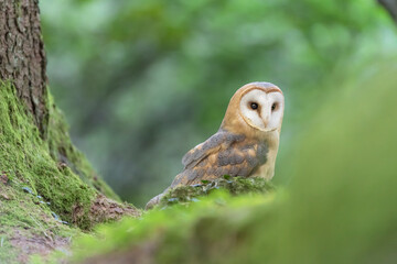 Barn owl in the wild forest (Tyto alba)