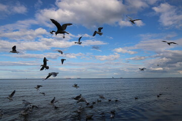 seagulls flying over the sea