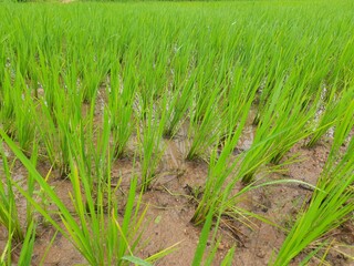 Just planted the paddy field. It is a very popular cereal.  Paddy Cultivation of India. close up of  green rice field. Green plant of paddy in rainy season. paddy landscape just after rice planting.
