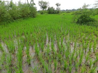 Obraz premium Just planted the paddy field. It is a very popular cereal. Paddy Cultivation of India. close up of green rice field. Green plant of paddy in rainy season. paddy landscape just after rice planting. 