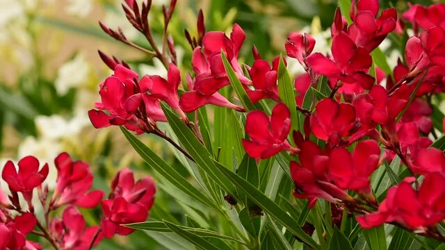 Red Laurel flower in France.