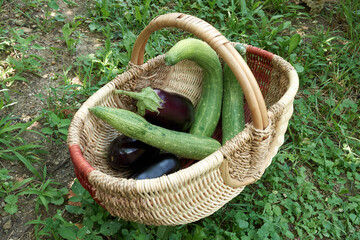 basket with bio vegetables cucumbers and eggplant