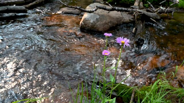 Purple Daisy's by stream