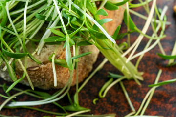 Cilantro sprouts micro greens