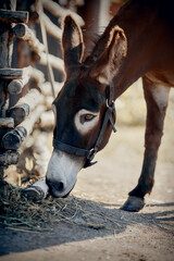 Portrait of a donkey in a halter on a walk.