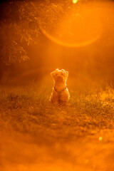 Little dog on a sunrise in a forest jumping playing and posing
