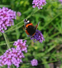 butterfly on flower