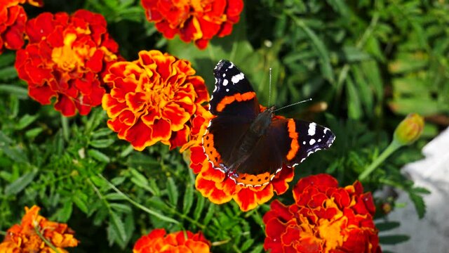 The admiral butterfly on a marigold flower eats nectar..