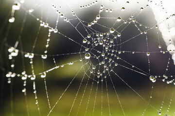 Abstract natural background made of Dew drops Pattern on spider mesh. Pattern with dew drop texture on spider mesh on green background. Macro closeup.