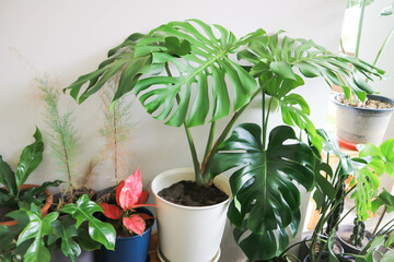 Monstera, Herricane plant or Swiss cheese plant