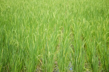 fresh green rice tree in country Thailand