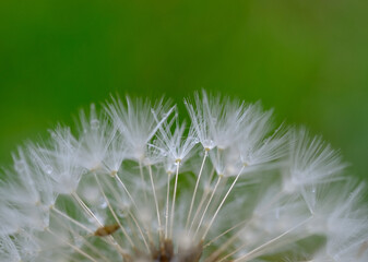 Dandelion weeds with rain drops in early spring